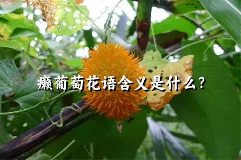 癞葡萄花语含义是什么？