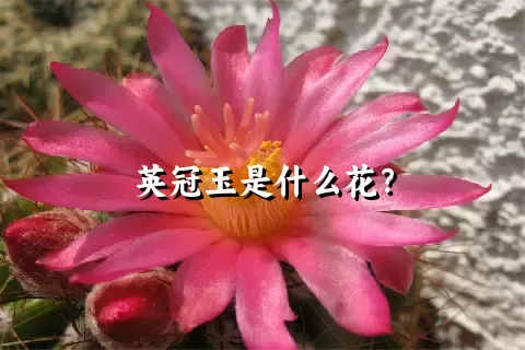 英冠玉是什么花？