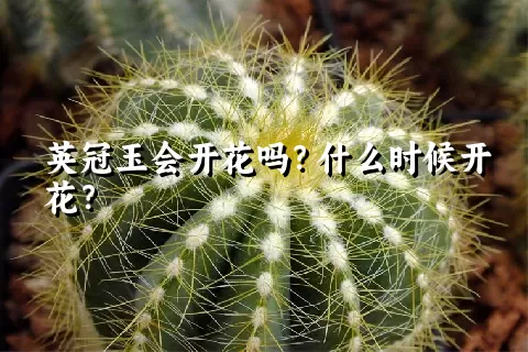 英冠玉会开花吗？什么时候开花？