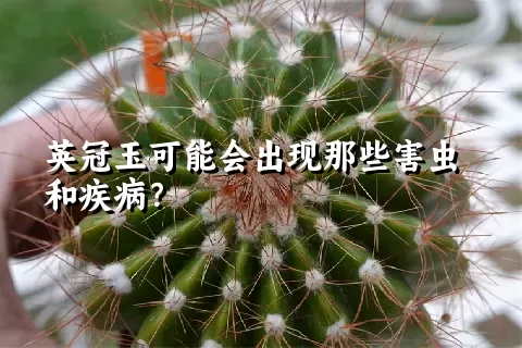 英冠玉可能会出现那些害虫和疾病？