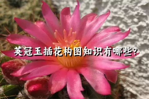 英冠玉插花构图知识有哪些？