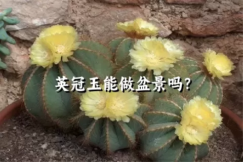 英冠玉能做盆景吗？