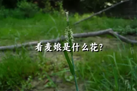 看麦娘是什么花？