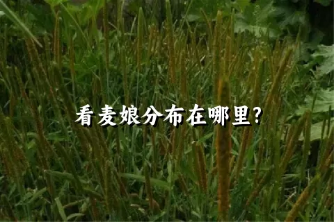 看麦娘分布在哪里?