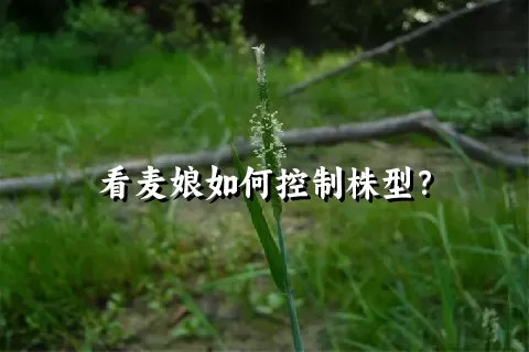 看麦娘如何控制株型？