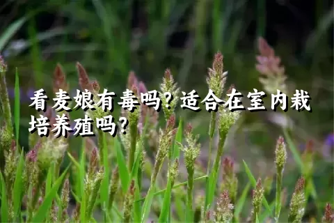 看麦娘有毒吗？适合在室内栽培养殖吗？