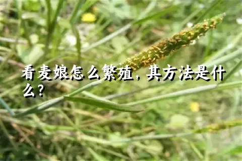 看麦娘怎么繁殖，其方法是什么？