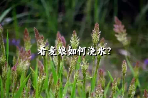 看麦娘如何浇水？