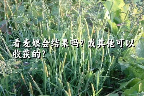 看麦娘会结果吗？或其他可以收获的？