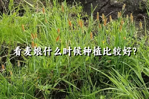 看麦娘什么时候种植比较好？