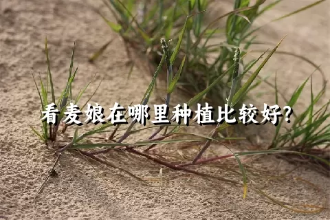 看麦娘在哪里种植比较好？