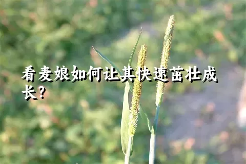 看麦娘如何让其快速茁壮成长？