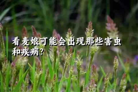 看麦娘可能会出现那些害虫和疾病？