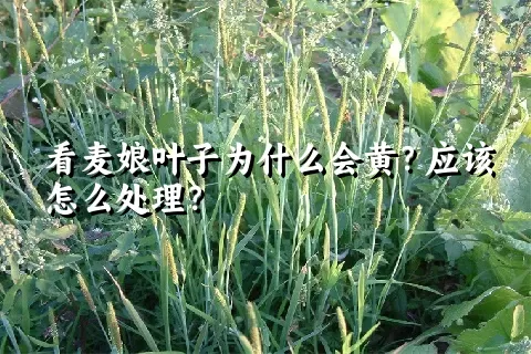 看麦娘叶子为什么会黄？应该怎么处理？