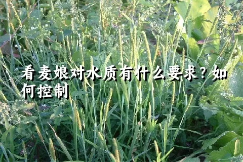 看麦娘对水质有什么要求？如何控制