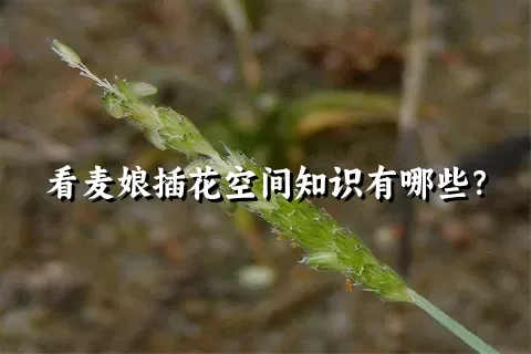 看麦娘插花空间知识有哪些？