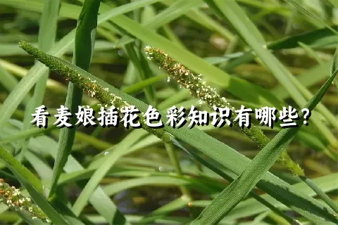 看麦娘插花色彩知识有哪些？