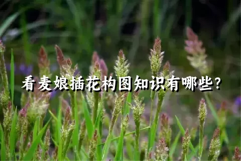 看麦娘插花构图知识有哪些？