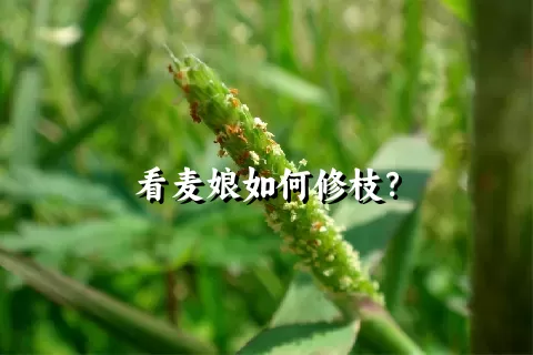 看麦娘如何修枝？