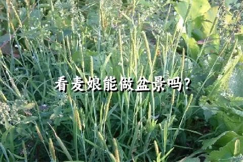 看麦娘能做盆景吗？