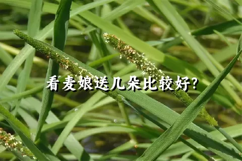 看麦娘送几朵比较好？