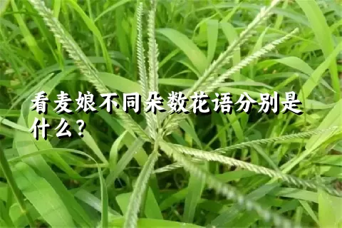 看麦娘不同朵数花语分别是什么？