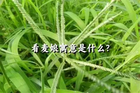 看麦娘寓意是什么？