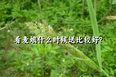 看麦娘什么时候送比较好？