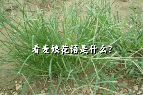 看麦娘花语是什么？