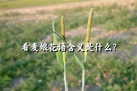 看麦娘花语含义是什么？