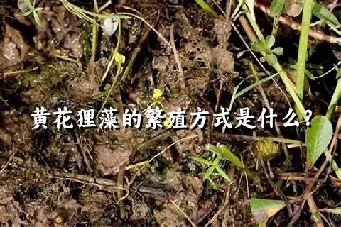 黄花狸藻的繁殖方式是什么？