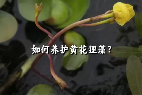 如何养护黄花狸藻？