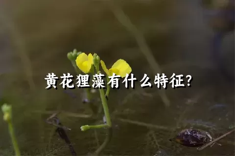 黄花狸藻有什么特征？