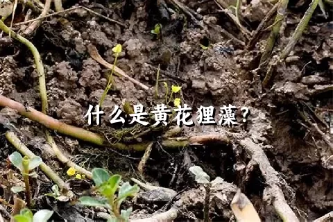 什么是黄花狸藻？