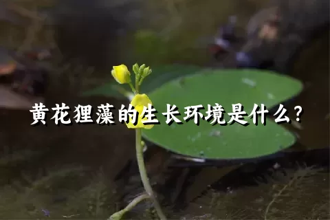 黄花狸藻的生长环境是什么？