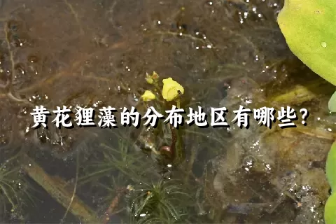 黄花狸藻的分布地区有哪些？