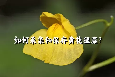 如何采集和保存黄花狸藻？