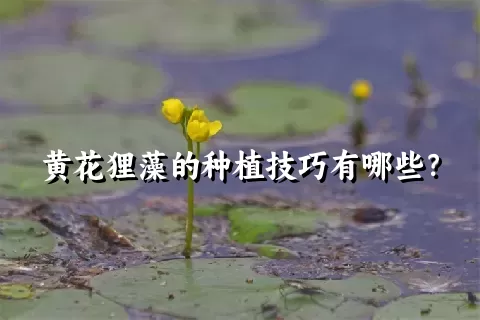 黄花狸藻的种植技巧有哪些？