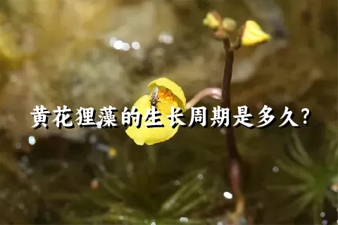 黄花狸藻的生长周期是多久？