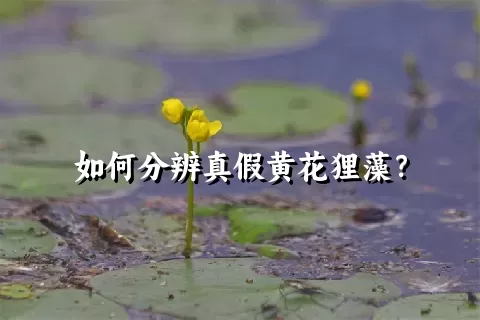 如何分辨真假黄花狸藻？