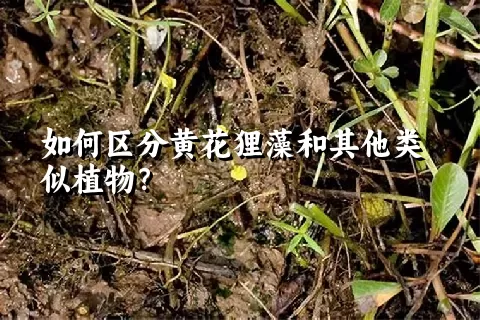 如何区分黄花狸藻和其他类似植物？