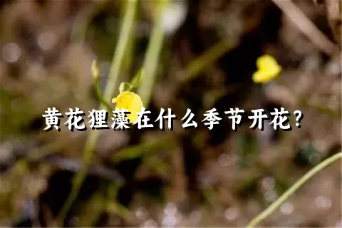 黄花狸藻在什么季节开花？