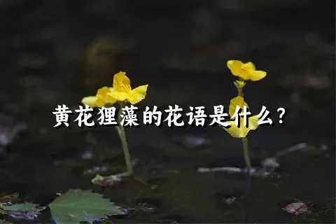 黄花狸藻的花语是什么？