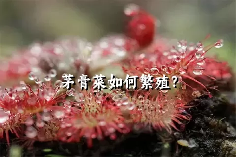 茅膏菜如何繁殖？