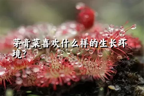 茅膏菜喜欢什么样的生长环境？