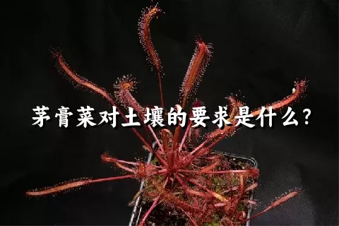 茅膏菜对土壤的要求是什么？