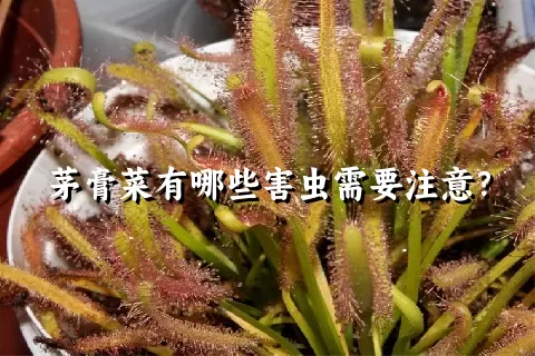 茅膏菜有哪些害虫需要注意？