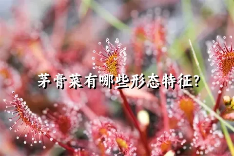 茅膏菜有哪些形态特征？