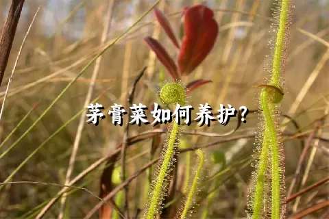 茅膏菜如何养护？