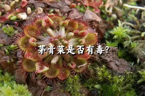 茅膏菜是否有毒？